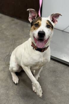 Rescue Labrador Retriever and American Bulldog Dogs for Adoption in Morristown, New Jersey - Nala | PetCurious