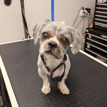 Darwin -  Shih Tzu Dog for Adoption in Allentown, Pennsylvania - Darwin | PetCurious