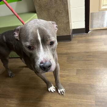 Pit Bull Terrier Dogs Available for Adoption - Meatball | PetCurious