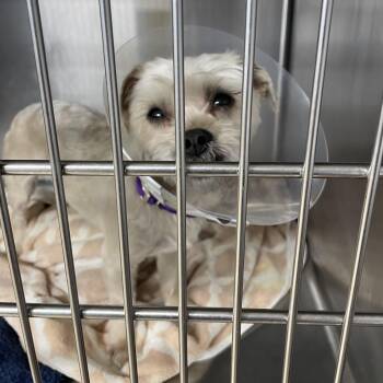Shih Tzu and Mixed Breed Dogs Available for Adoption - Jaime | PetCurious