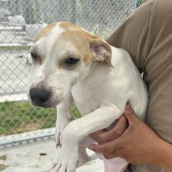 Peanut Butter -  Beagle and Mixed Breed Dog for Adoption in Uniontown, Pennsylvania - Peanut Butter | PetCurious