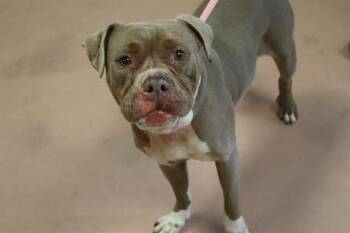 TRINITY -  Mixed Breed Dog for Adoption in Columbia, South Carolina - TRINITY | PetCurious