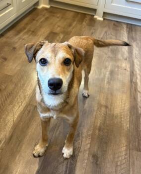 Rescue Labrador Retriever Dogs for Adoption in Boston, Massachusetts - Murphy Brown | PetCurious