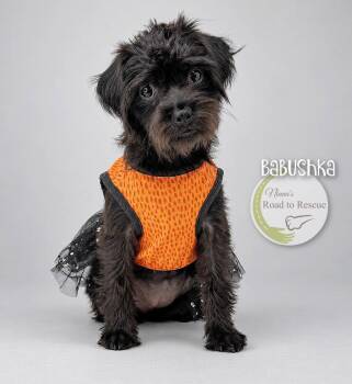 Babushka -  Pug and Poodle Dog for Adoption in Benton, Louisiana - Babushka | PetCurious