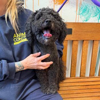 YORK-Stray-17031 -  Poodle Dog for Adoption in York, Pennsylvania - YORK-Stray-17031 | PetCurious