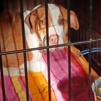 Rescue Hound and Labrador Retriever Dogs for Adoption in Smithfield, North Carolina - Heidi | PetCurious