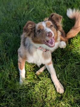 Carmelo -  Australian Shepherd Dog for Adoption in Jefferson Hills, Pennsylvania - Carmelo | PetCurious