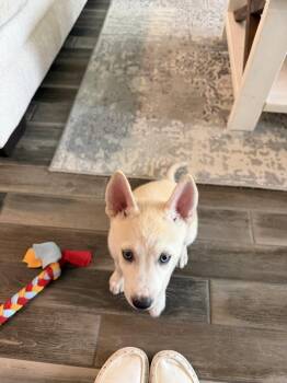Indigo -  Husky and Mixed Breed Dog for Adoption in Brookshire, Texas - Indigo | PetCurious