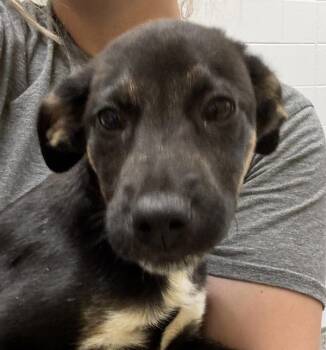 Labrador Retriever Dogs Available for Adoption in Golden, Colorado - Rebecca | PetCurious