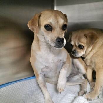 Hazel -  Chihuahua and Pug Dog for Adoption in Boulder, Colorado - Hazel | PetCurious