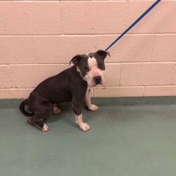 Cookie -  Mixed Breed Dog for Adoption in Memphis, Tennessee - Cookie | PetCurious