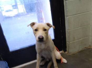 MARTIN -  Labrador Retriever Dog for Adoption in Tulsa, Oklahoma - MARTIN | PetCurious