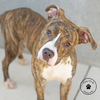 Wrangler -  Terrier Dog for Adoption in Abilene, Texas - Wrangler | PetCurious
