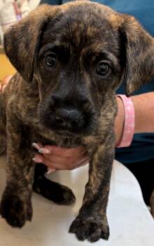 Mountain Cur Dogs Available for Adoption in Elizabethton, Tennessee - MAX | PetCurious
