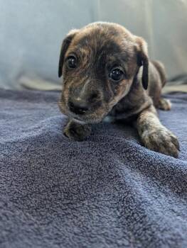 Penny (light green) - Gavi -  Retriever Dog for Adoption in Lakeland, Florida - Penny (light Green) - Gavi | PetCurious