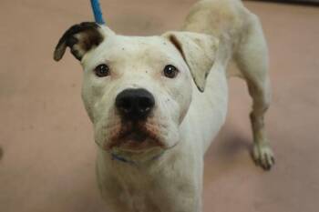 ORBIT -  Mixed Breed Dog for Adoption in Columbia, South Carolina - ORBIT | PetCurious