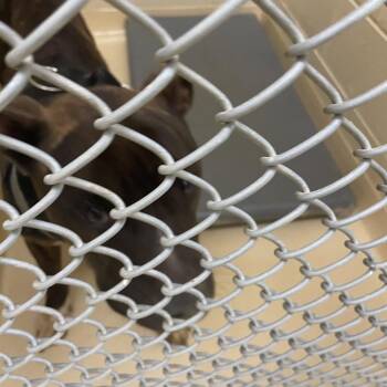 Brick -  Pit Bull Terrier Dog for Adoption in Winston-salem, North Carolina - Brick | PetCurious