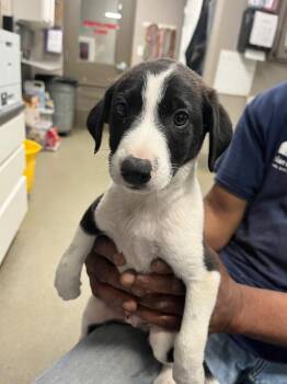 Alfie -  Terrier Dog for Adoption in Hopkinsville, Kentucky - Alfie | PetCurious