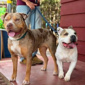 Moon *_2 -  Bull Terrier and Mixed Breed Dog for Adoption in San Diego, California - Moon *_2 | PetCurious