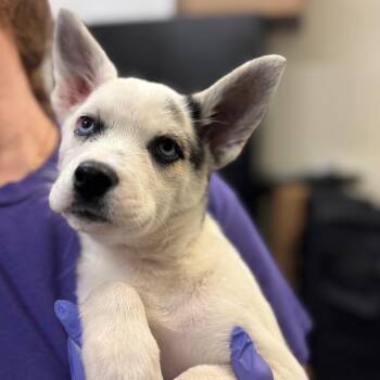 Siberian Husky Dogs Available for Adoption - Ezra | PetCurious