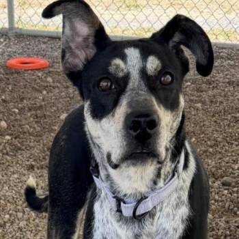 Sopa Del Dia -  Cattle Dog and Hound Dog for Adoption in Kanab, Utah - Sopa Del Dia | PetCurious