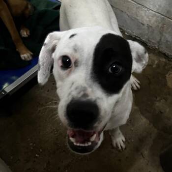 Tora @ Foster -  Mixed Breed Dog for Adoption in Summerville, South Carolina - Tora @ Foster | PetCurious