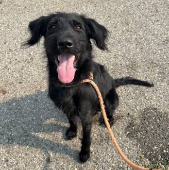 Benjamin -  Black Labrador Retriever and Poodle Dog for Adoption in Youngstown, Ohio - Benjamin | PetCurious
