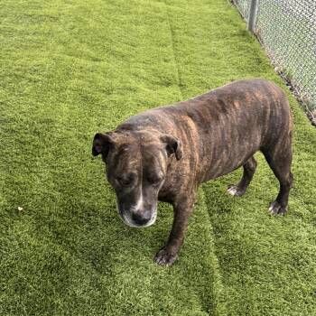 Rescue Pit Bull Terrier Dogs for Adoption in Trenton, New Jersey - Vanessa | PetCurious