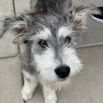 Curly -  Schnauzer Dog for Adoption in Goleta, California - Curly | PetCurious