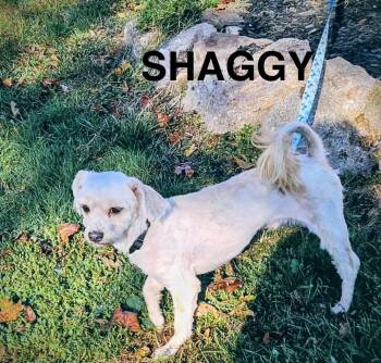 Rescue Shih Tzu Dogs for Adoption in Schnecksville, Pennsylvania - SHAGGY | PetCurious