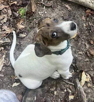 Rescue Australian Shepherd and Catahoula Leopard Dog Dogs for Adoption in Washington, District Of Columbia - Pup Kohana | PetCurious