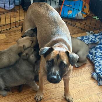 Nyla -  German Shepherd Dog and Beagle Dog for Adoption in Silver Spring, Maryland - Nyla | PetCurious