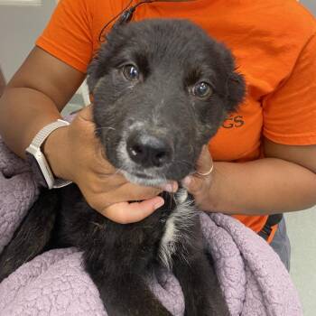 Zipper -  German Shepherd Dog Dog for Adoption in Westminster, California - Zipper | PetCurious