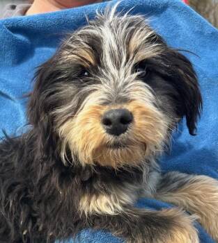 Airedale Terrier and Australian Cattle Dog Blue Heeler Dogs Available for Adoption - Kiwi Oiseau | PetCurious