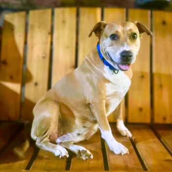 Rescue Pit Bull Terrier Dogs for Adoption in New York, New York - Pillow | PetCurious