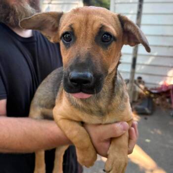 Dolly -  Australian Shepherd and Cardigan Welsh Corgi Dog for Adoption in Hackett, Arkansas - Dolly | PetCurious
