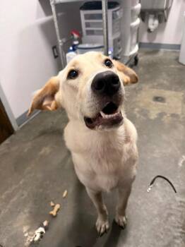 Scott -  Yellow Labrador Retriever Dog for Adoption in Denham Springs, Louisiana - Scott | PetCurious