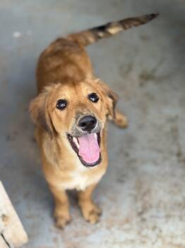 Mixed Breed Dogs Available for Adoption - Lion | PetCurious