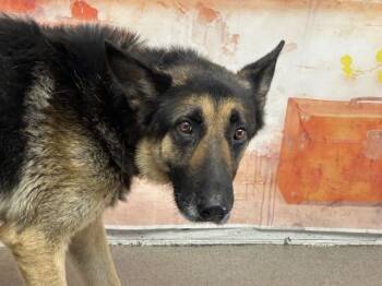 EDDIE -  German Shepherd Dog and Mixed Breed Dog for Adoption in San Bernardino, California - EDDIE | PetCurious