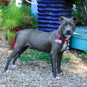 Pit Bull Terrier Dogs Available for Adoption in Wake Forest, North Carolina - Adelaide | PetCurious