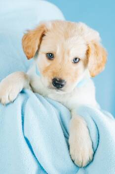 Raleigh -  Retriever and Poodle Dog for Adoption in Minneapolis, Minnesota - Raleigh | PetCurious
