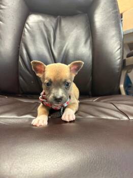 Tumble out of bed -  Pit Bull Terrier Dog for Adoption in Carson City, Nevada - Tumble Out Of Bed | PetCurious