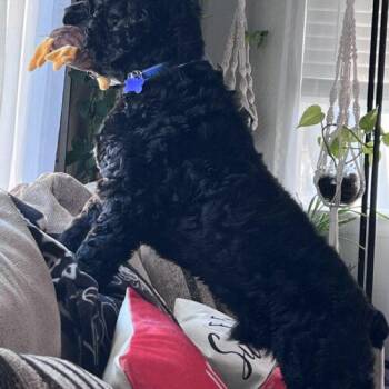Finneas M 26101 -  Cocker Spaniel Dog for Adoption in Parker, Colorado - Finneas M 26101 | PetCurious