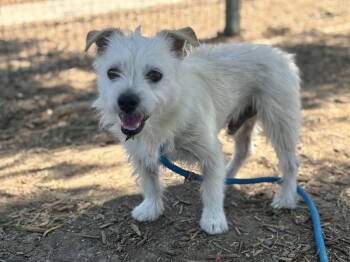 Rescue Jack Russell Terrier and Border Terrier Dogs for Adoption in Santa Clara, California - Ernie | PetCurious