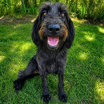 Calvin -  Schnauzer and Labradoodle Dog for Adoption in Foley, Alabama - Calvin | PetCurious