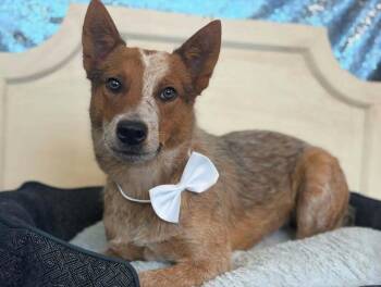 Todd -  Australian Cattle Dog Blue Heeler Dog for Adoption in Las Vegas, Nevada - Todd | PetCurious