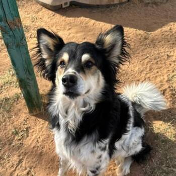 Rescue Australian Cattle Dog Blue Heeler and Border Collie Dogs for Adoption in Midland, Texas - Asher | PetCurious