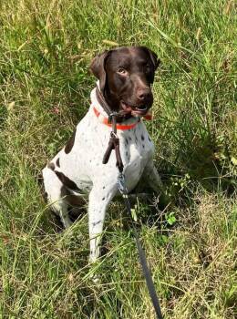 German Shorthaired Pointer Dogs Available for Adoption in Wood Dale, Illinois - Walle- URGENT FOSTER NEEDED! | PetCurious