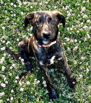 Anatolian Shepherd Dogs Available for Adoption in Lakesite, Tennessee - Molly | PetCurious