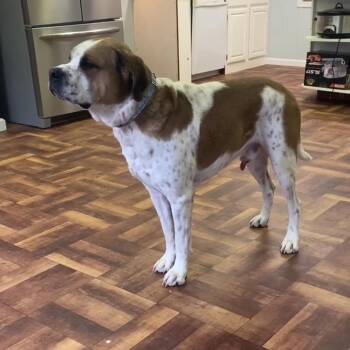 Rescue Saint Bernard Dogs for Adoption in Springfield, Missouri - 1698 Toby | PetCurious
